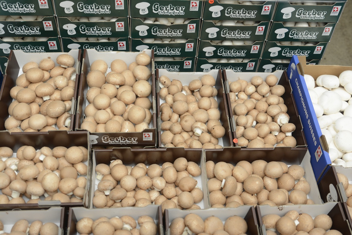 Frische Champignons von Gerber Champignons AG Schweiz